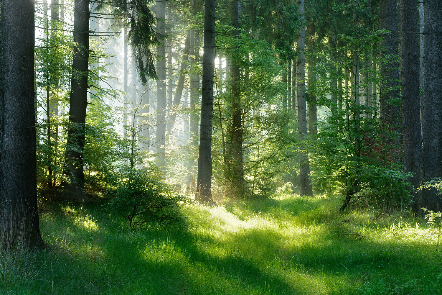 Seaton Winding Woods — rendering courtesy of Fieldgate Homes